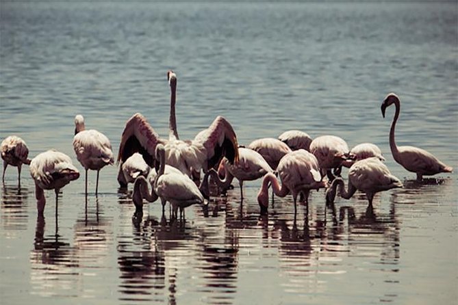 Fayoum Full Day tour Bird Watching - Four Hours Around Protected Wadi El-Rayan