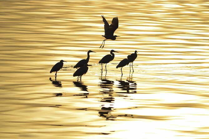 Fayoum Full Day tour Bird Watching - Private Touring and Guide Expectations