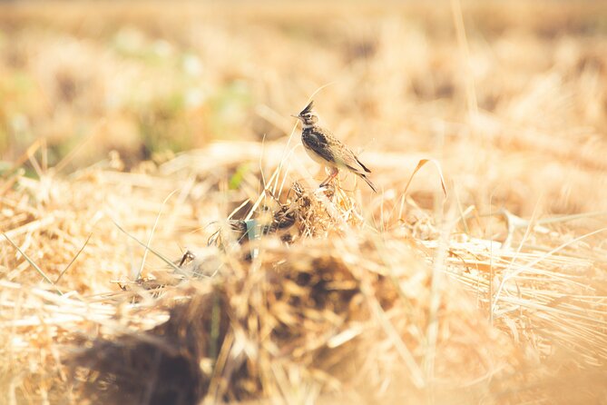 Fayoum Full Day tour Bird Watching - The Alternative Valley of the Whales Question