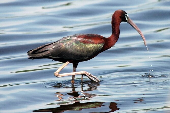 Fayoum Full Day tour Bird Watching - Who Will Get the Most From This Day
