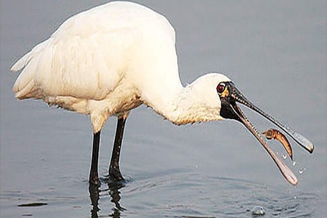 Fayoum Full Day tour Bird Watching - What to Bring and What to Ask
