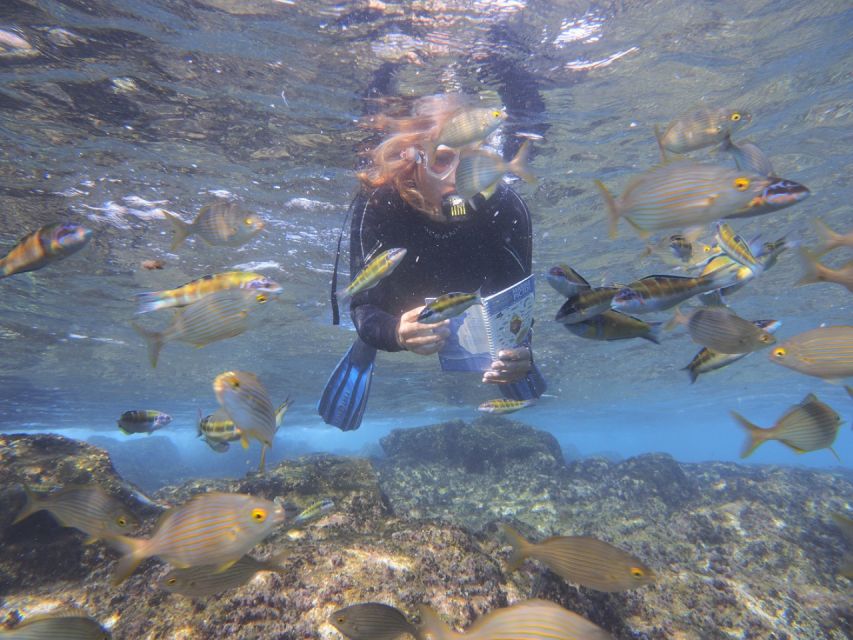 Flamingo Beach: Guided SUP and Snorkeling experience - Key points to know before booking