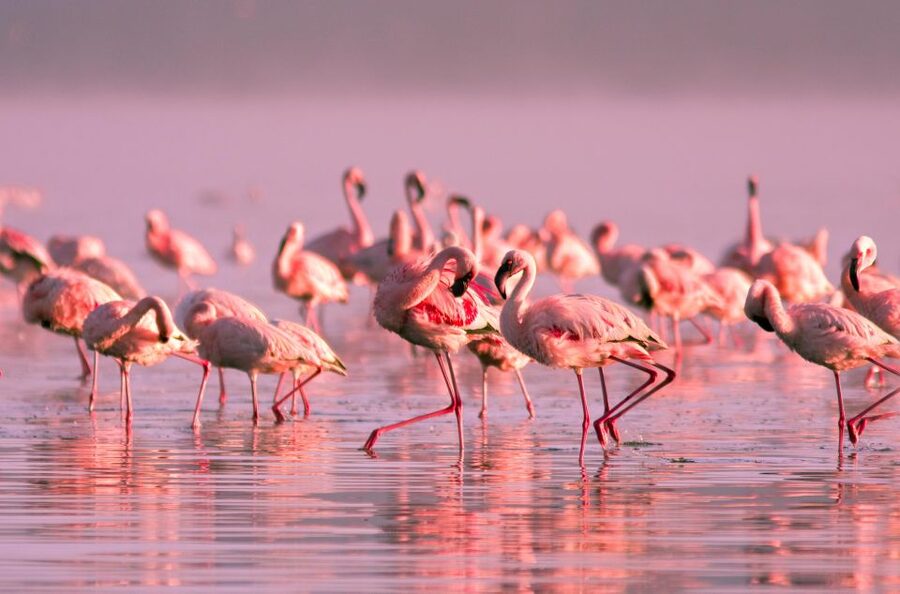 Flamingo-Birdwatching in the Ebro Delta at Sunset - Key points to know before booking