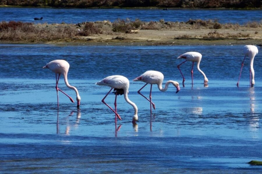 Flamingo-Birdwatching in the Ebro Delta at Sunset - Tancada lagoon and the search for flamingos
