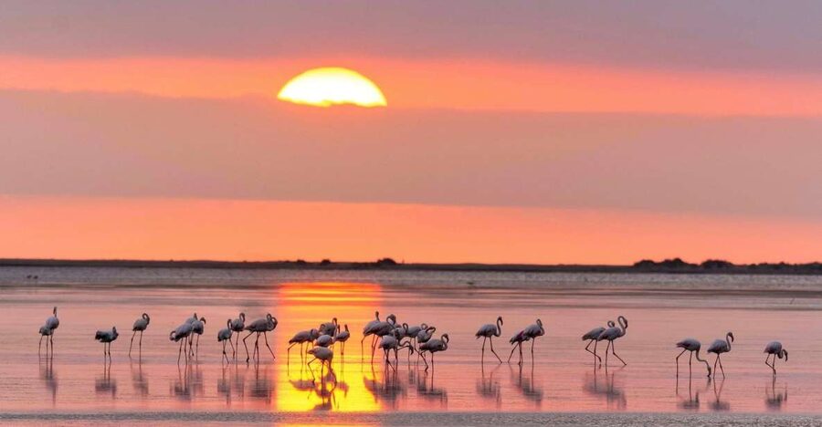 Flamingo-Birdwatching in the Ebro Delta at Sunset - Starting at Barraca de SEO BirdLife and Riet Vell