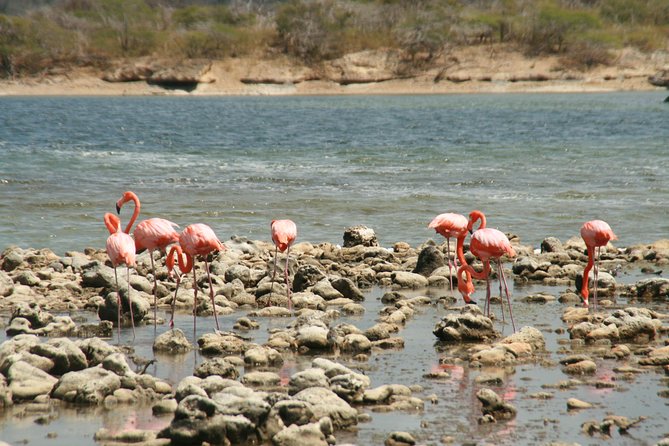 Flamingo & Mangrove Trip with Local Guide - Lac Bay’s narrow green channels