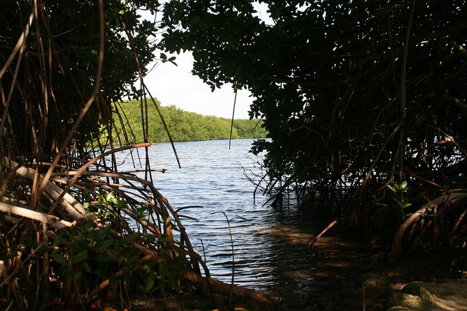Flamingo & Mangrove Trip with Local Guide - Flamingos are a bonus, not the whole trip