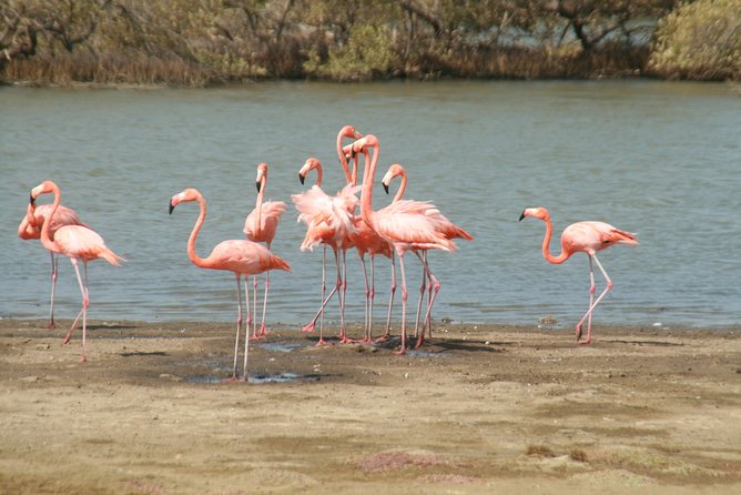 Flamingo & Mangrove Trip with Local Guide - Is two hours enough?