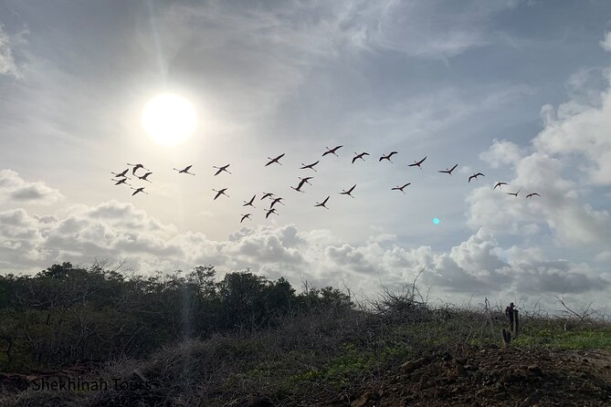Flamingo & Mangrove Trip with Local Guide - What the $68 price covers