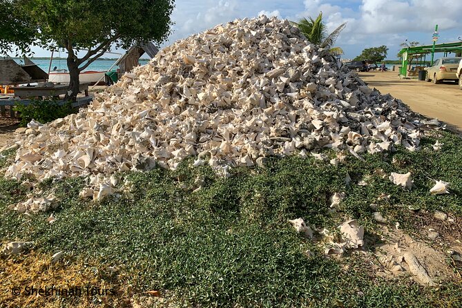 Flamingo & Mangrove Trip with Local Guide - The best fit for this Bonaire outing