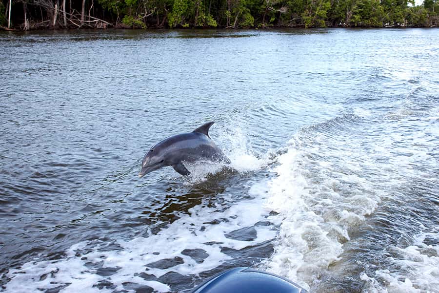 Flamingo Marina: Florida Bay Boat Tour of the Everglades - The catamaran view and seating tradeoff