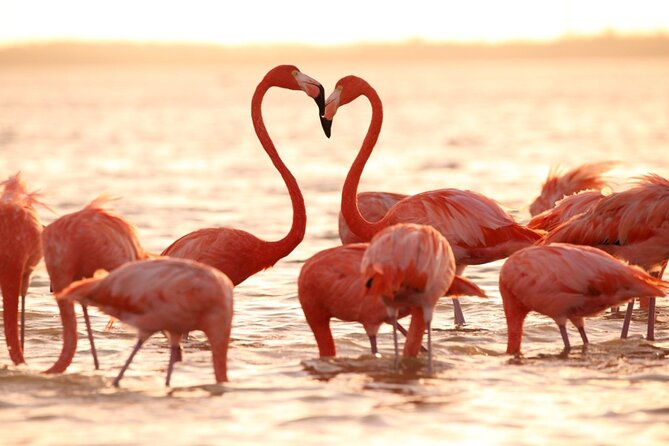 Flamingo Sightseeing Pink Lake Tour and Rio Lagartos Boat Ride - Who will enjoy this tour most