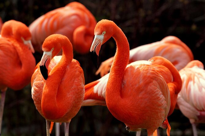 Flamingo Sightseeing Pink Lake Tour and Rio Lagartos Boat Ride - The early start and long road from Cancun