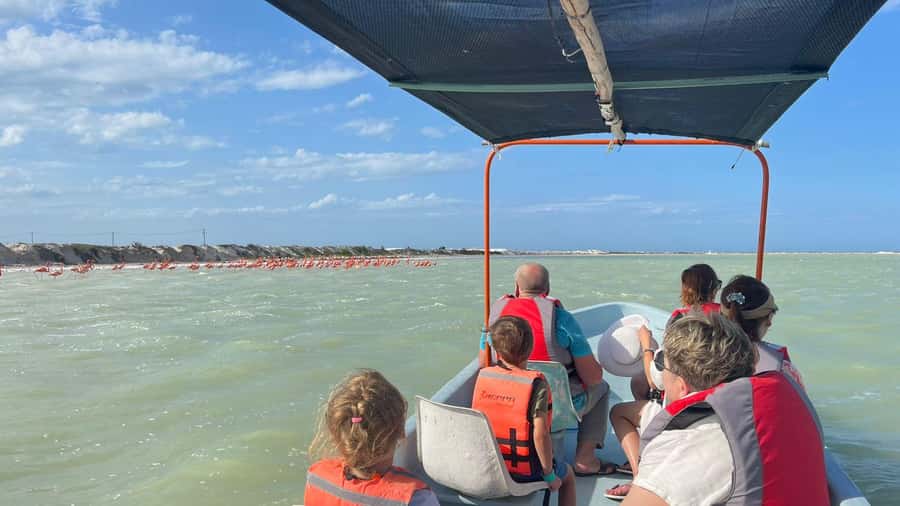 flamingo tour in Rio Lagartos, Yucatan 3 hours - Key points to know before you book