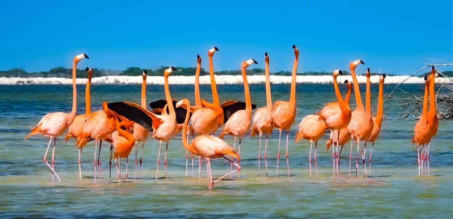 flamingo tour in Rio Lagartos, Yucatan 3 hours - Why the Rio Lagartos estuary is worth your morning