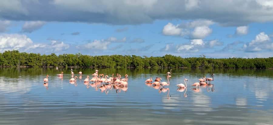 flamingo tour in Rio Lagartos, Yucatan 3 hours - Three hours through mangrove channels