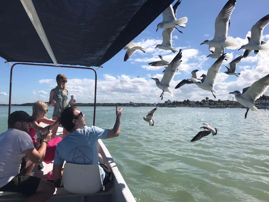 flamingo tour in Rio Lagartos, Yucatan 3 hours - Flamingos, pelicans, herons, and the search for crocodiles