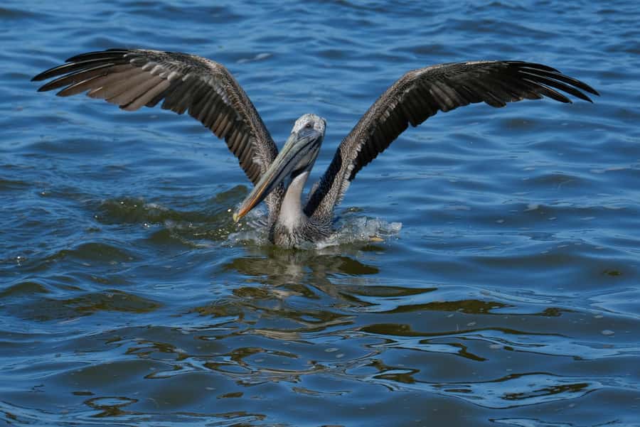 flamingo tour in Rio Lagartos, Yucatan 3 hours - A beach stop that breaks up the wildlife watching