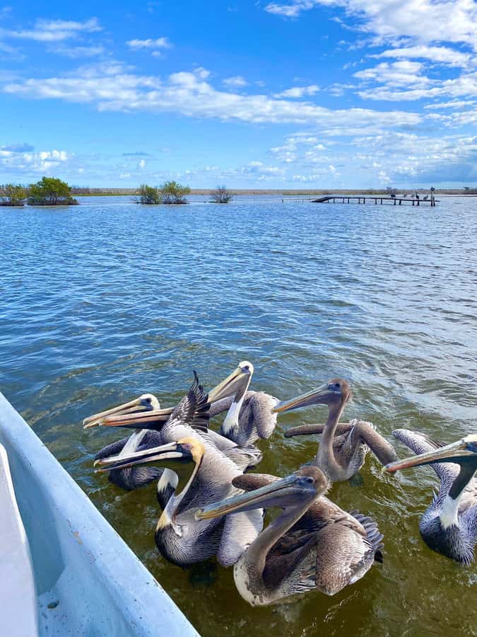 flamingo tour in Rio Lagartos, Yucatan 3 hours - What the $87 price gives you