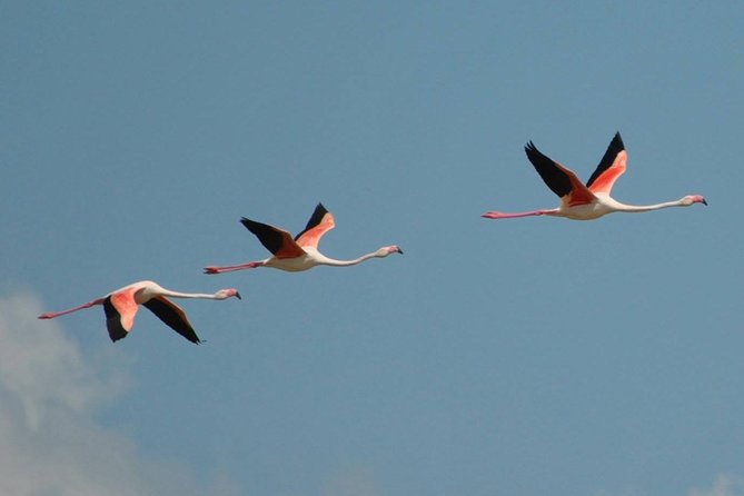 Flamingos Sightseeing Segway Tour - Why Molentargius makes this Cagliari ride different