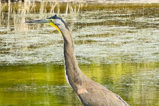 Flamingos Tour in Rio Lagartos Yucatan 2 hours - What the $77.44 price gets you