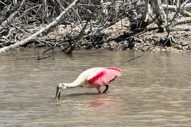 Flamingos Tour in Rio Lagartos Yucatan 2 hours - Booking, timing, and cancellation details