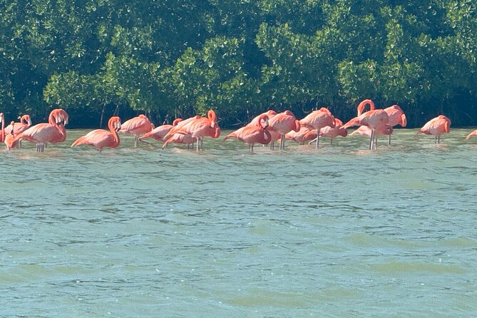 Flamingos Tour in Rio Lagartos Yucatan 2 hours - Through the mangroves in search of crocodiles