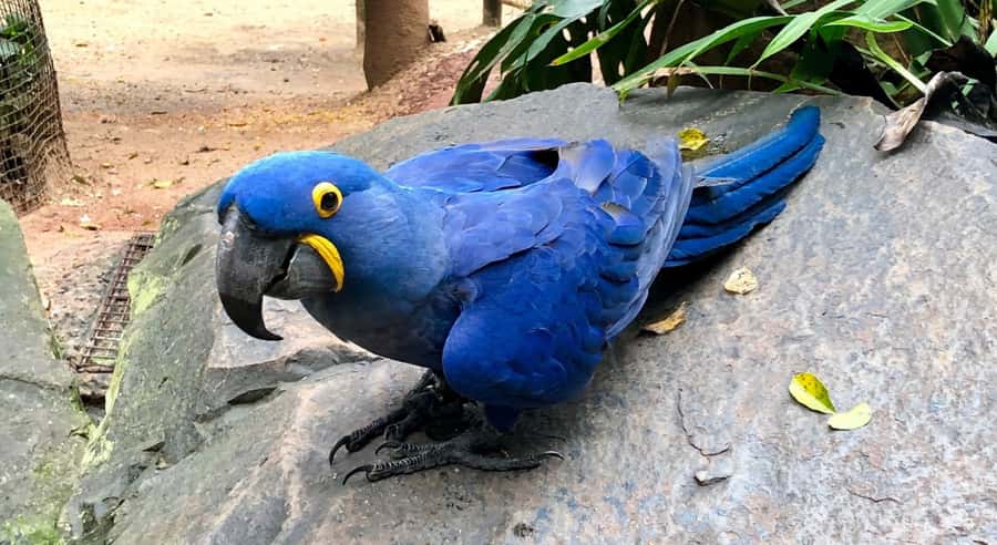 Foz do Iguaçu: Bird Park Tour with Tickets - Key points to know before booking