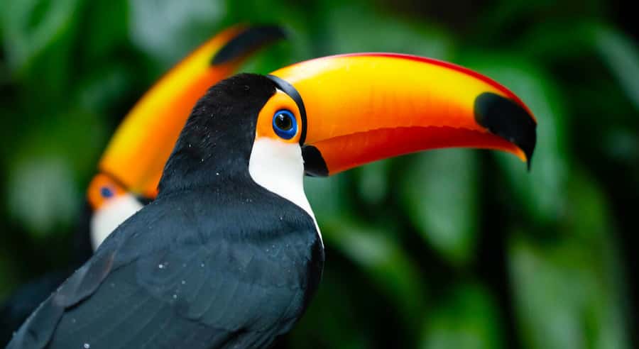 Foz do Iguaçu: Bird Park Tour with Tickets - Following the two-hour jungle walkway