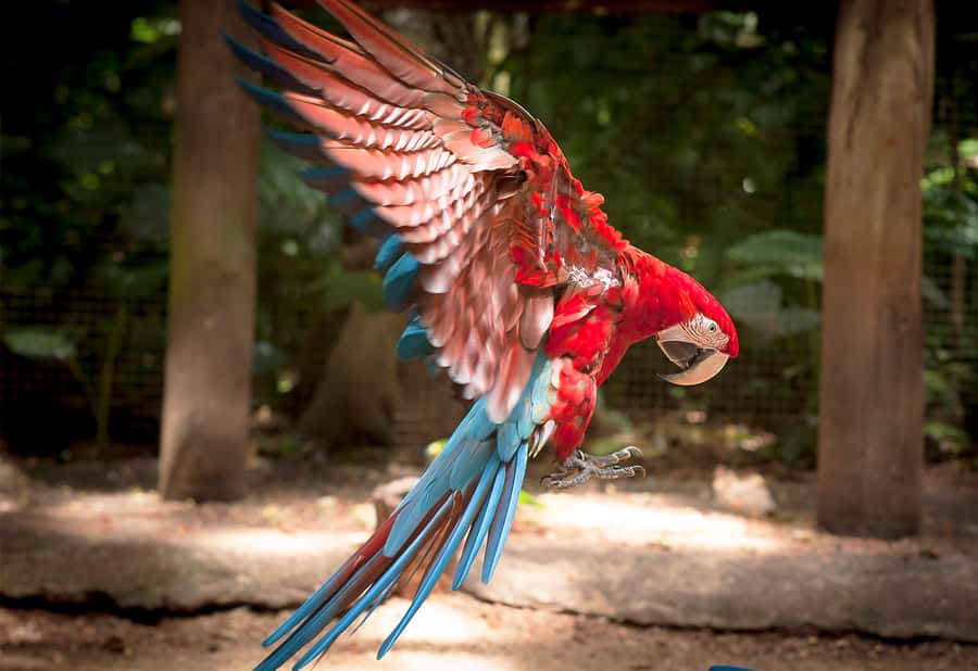 Foz do Iguaçu: Bird Park Tour with Tickets - How much time should you allow?