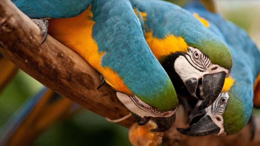Foz do Iguaçu: Bird Park Tour with Tickets - Hotel pickup from Foz do Iguaçu