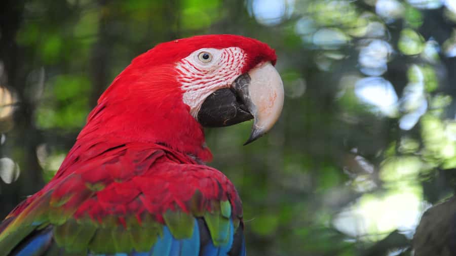 Foz do Iguaçu: Brazilian Side of the Falls + Bird Park - What the guide adds to the day