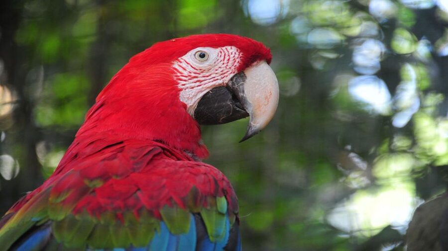 Foz do Iguaçu: Brazilian Side of the Falls + Bird Park - Is $50 good value?