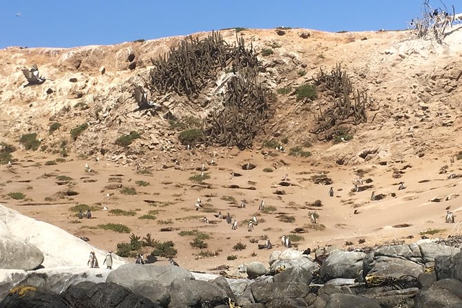 Fr STGO: WILD PENGUINS, SEALION, SANDBOARD, PARAGLIDING & PICNIC - From Santiago to the Pacific coast