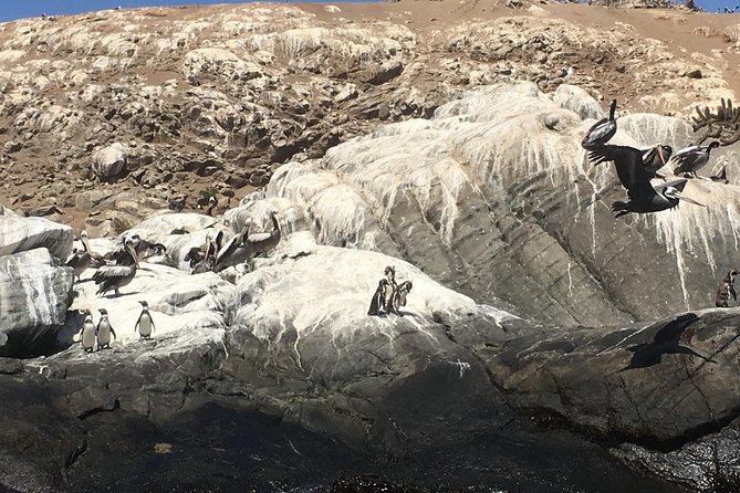 Fr STGO: WILD PENGUINS, SEALION, SANDBOARD, PARAGLIDING & PICNIC - Valparaíso, Viña del Mar, and the sea lions