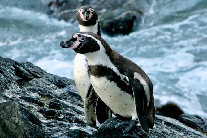 Fr VALPO: WILD PENGUINS, SEALION, SANDBOARD, PARAGLIDING & PICNIC - The day at a glance