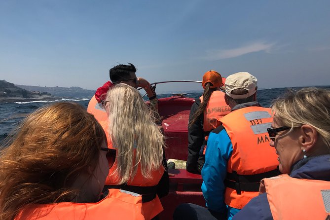 Fr VALPO: WILD PENGUINS, SEALION, SANDBOARD, PARAGLIDING & PICNIC - The boat to the penguin island