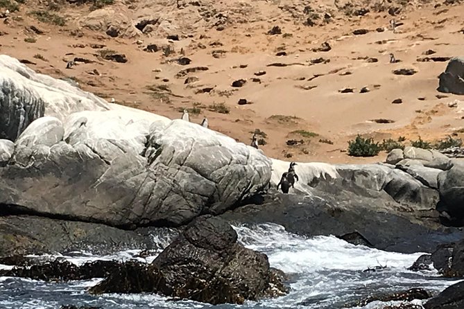 Fr VALPO: WILD PENGUINS, SEALION, SANDBOARD, PARAGLIDING & PICNIC - Lunch above the Pacific
