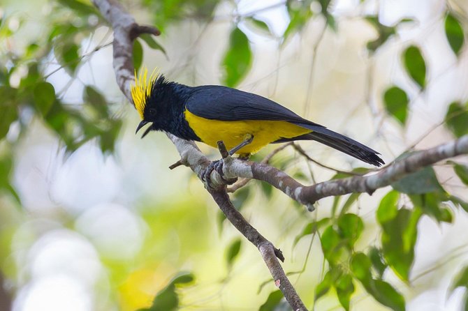 Fraser's Hill Bird-Watching & Nature Sightseeing Tour from Kuala Lumpur - Why Fraser’s Hill Works as a Morning Escape