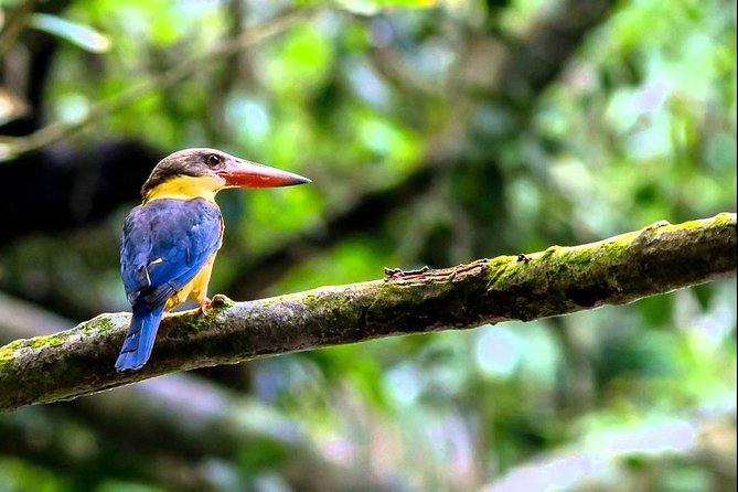 Fraser's Hill Bird-Watching & Nature Sightseeing Tour from Kuala Lumpur - Two Hours on the Taman Awam Bukit Fraser Trail