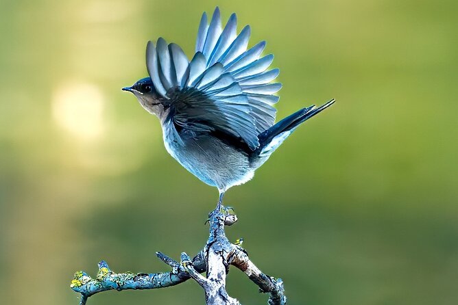 From Adelaide: Ultimate SA Birding & Nature Discovery Tour - Key points to know before booking