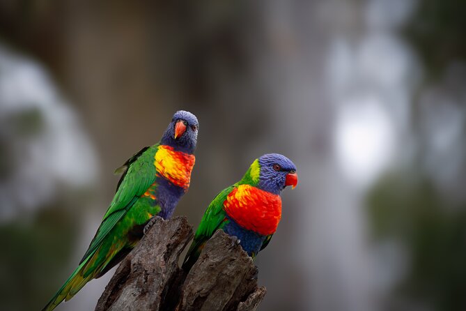 From Adelaide: Ultimate SA Birding & Nature Discovery Tour - Victor Harbor: gulls, terns, and open coastal views