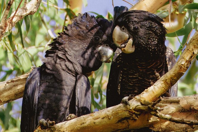 From Adelaide: Ultimate SA Birding & Nature Discovery Tour - Granite Island and Nature’s Eye: a short walk with strong subjects