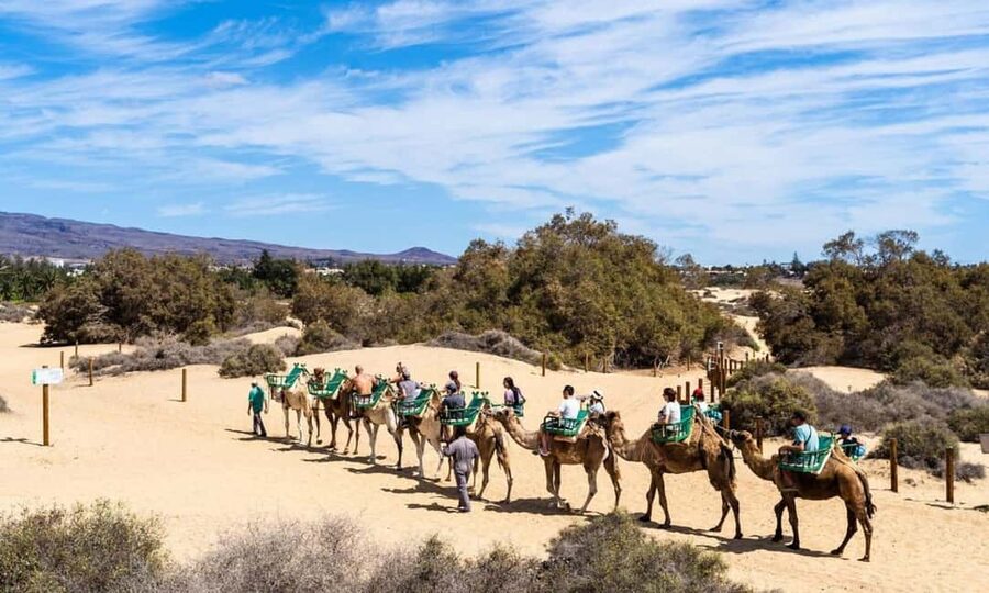 From Agadir: Camel Ride and Flamingo Trek - What this Agadir camel ride is really like