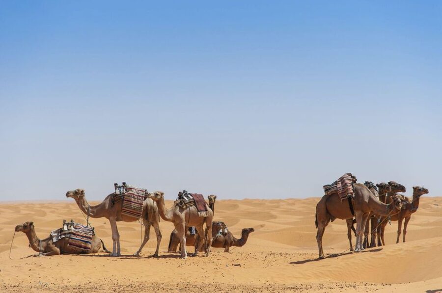 From Agadir: Camel Ride and Flamingo Trek - Should you book the Souss River camel ride?