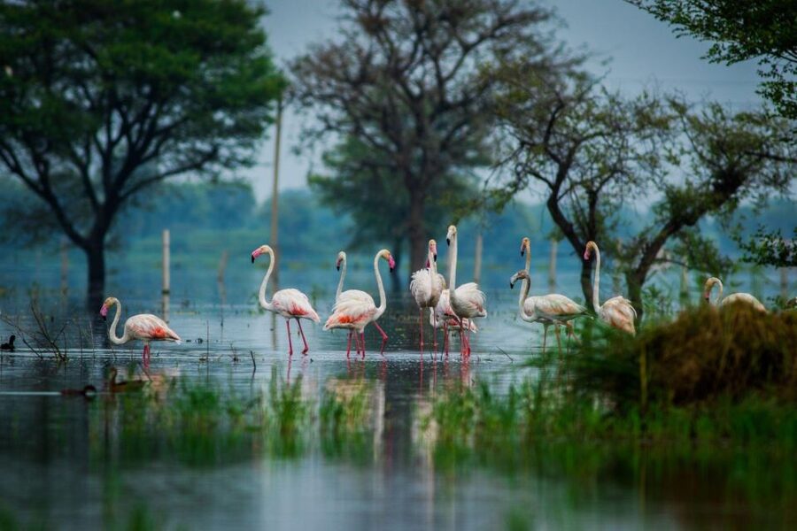 From Agra: Taj Mahal, Fatehpur Sikri & Bird Safari Tour - Lunch and the value of the package