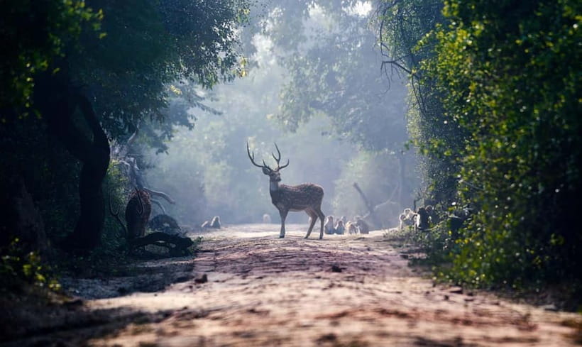 From Agra: Taj Mahal, Fatehpur Sikri & Bird Safari Tour - The Taj Mahal in the first two hours