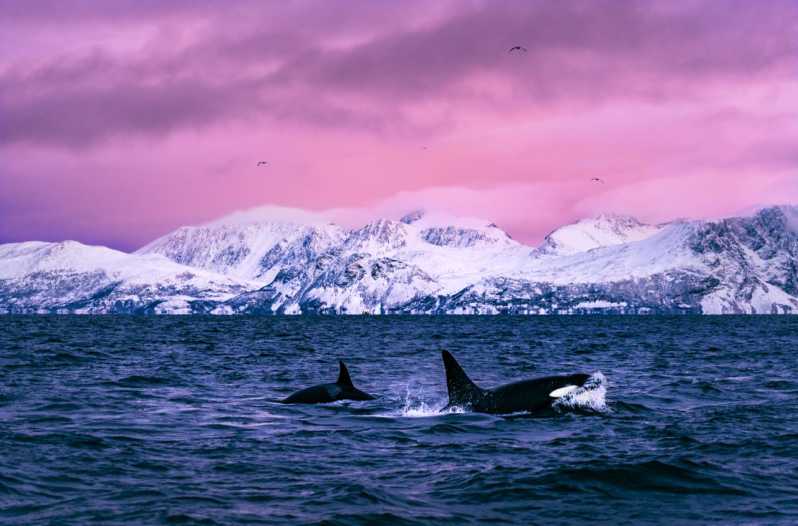 From Alta: Whale and Seabird Cruise - Key points to know before booking