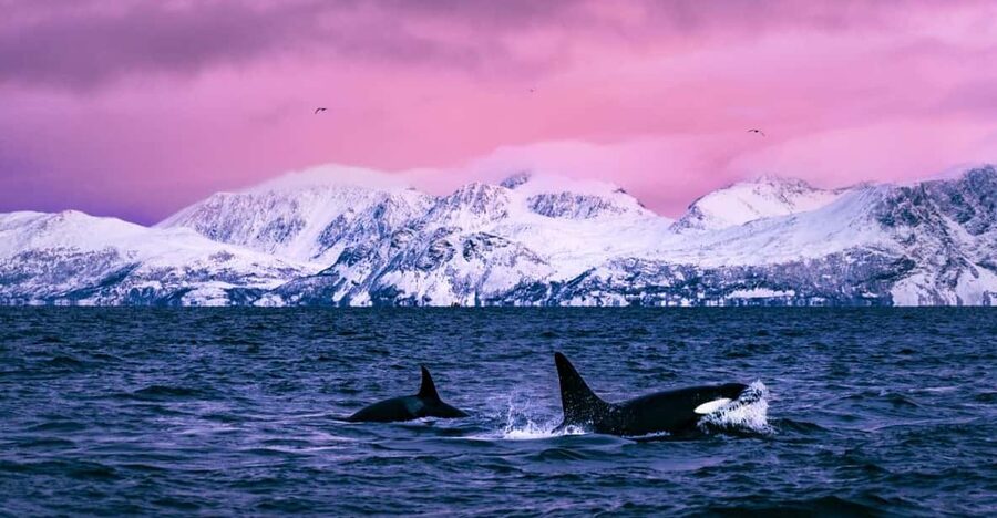 From Alta: Whale and Seabird Cruise - Leaving Havneveien 24 for the fjord