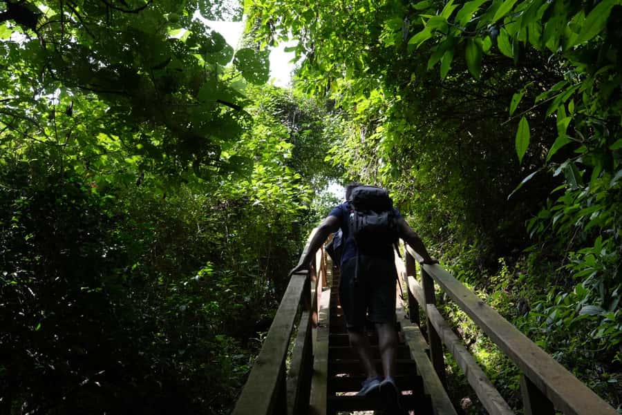 From Antigua Guatemala: Birdwatching and Scenic Hiking Tour - Who should book this forest outing